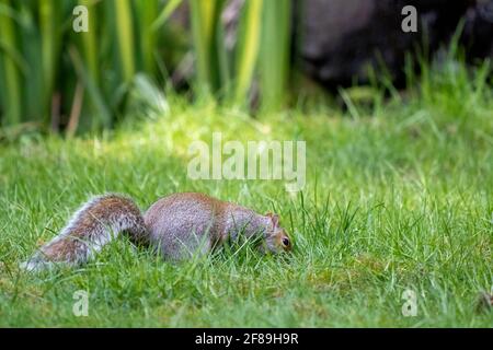 Issaquah, Washington, USA. WESTERN Grey Squirrel vergraben eine Nuss im Rasen. Auch bekannt als Banner-Schwanz, California Grey Squirrel, Oregon Grey Squirr Stockfoto