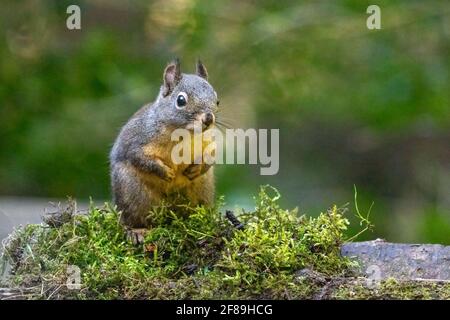 Issaquah, Washington, USA. Douglas Eichhörnchen steht auf den hinteren Pfoten auf einem moosbedeckten Baumstamm. Auch bekannt als Chickaree, Chicory und Pine Squirrel. Stockfoto