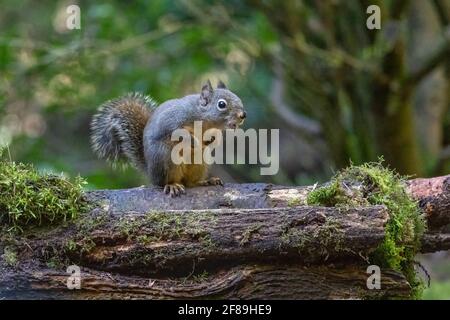 Issaquah, Washington, USA. Douglas Squirrel singt auf einem moosbedeckten Baumstamm. Auch bekannt als Chickaree, Chicory und Pine Squirrel. Stockfoto