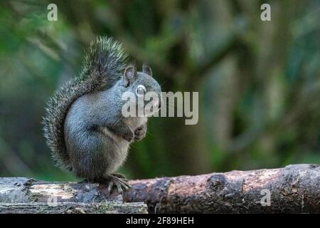 Issaquah, Washington, USA. Douglas Eichhörnchen steht auf den hinteren Pfoten auf einem moosbedeckten Baumstamm. Auch bekannt als Chickaree, Chicory und Pine Squirrel. Stockfoto