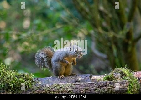 Issaquah, Washington, USA. Douglas Squirrel singt auf einem moosbedeckten Baumstamm. Auch bekannt als Chickaree, Chicory und Pine Squirrel. Stockfoto