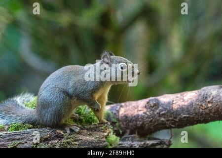 Issaquah, Washington, USA. Douglas Squirrel singt auf einem moosbedeckten Baumstamm. Auch bekannt als Chickaree, Chicory und Pine Squirrel. Stockfoto