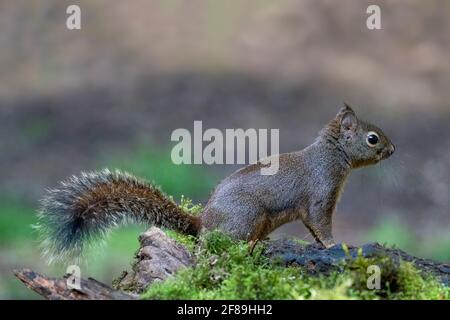 Issaquah, Washington, USA. Vorsichtiger Douglas Eichhörnchen auf einem moosbedeckten Baumstamm. Auch bekannt als Chickaree, Chicory und Pine Squirrel. Stockfoto