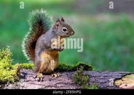 Issaquah, Washington, USA. Douglas Eichhörnchen steht auf den hinteren Pfoten auf einem moosbedeckten Baumstamm. Auch bekannt als Chickaree, Chicory und Pine Squirrel. Stockfoto