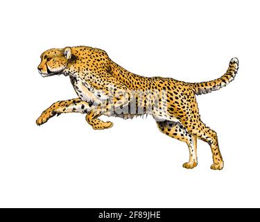 Gepard aus einem Spritzer Aquarell, farbige Zeichnung, realistisch. Vektordarstellung von Farben Stock Vektor