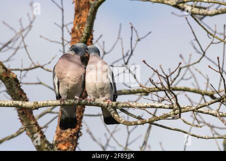 Ein paar Tauben (Columba Palumbus) Auf einem Baum Ast umwerben Stockfoto