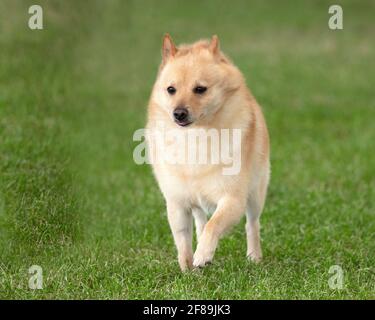 Schipperke Stockfoto
