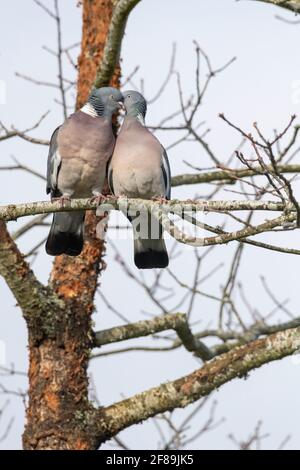 Ein Paar Holztauben (Columba Palumbus) Umwerben auf einem Baumzweig Stockfoto