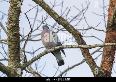 Eine einzelne Waldtaube (Columba Palumbus), die auf einem Baumzweig thront Stockfoto