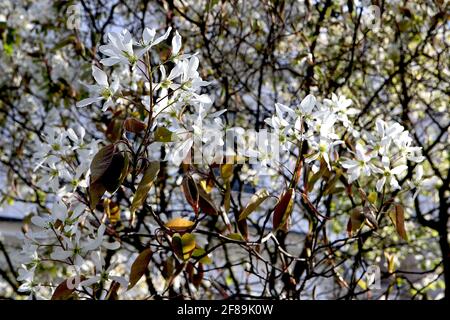Amelanchier lamarckii serviceberry oder Wacholderbeere – weiße sternförmige Blüten und Bronzeblätter, April, England, Großbritannien Stockfoto