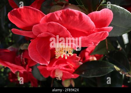 Camellia japonica ‘Adolphe Audusson’ Camellia Adolphe Audusson – tiefrote Blüten mit hervorstehenden Staubfäden, April, England, Großbritannien Stockfoto