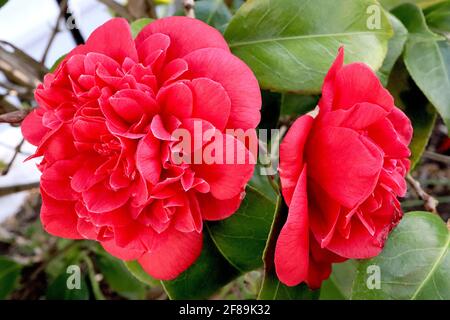 Camellia japonica ‘Kramer’s Supreme’ Camellia Kramer’s Supreme – rote Pfingstrosen bilden Blüten mit sehr feinen weißen Rändern, April, England, Großbritannien Stockfoto