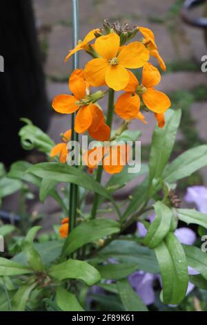 Erysimum allionii Sibirische Wandblume – orangefarbene Blüten an hohen Stielen und dunkelgrünen lanzförmigen Blättern, April, England, Großbritannien Stockfoto