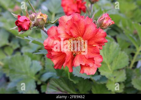 Geum ‘Scarlet Tempest’ Avens Scarlet Tempest – rote untertasserförmige Blüten und gelappte Blätter, April, England, Großbritannien Stockfoto