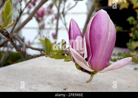 Magnolia x soulangeana ‘Rustica Rubra’ Untertasse Magnolia Rustica Rubra – rosa, becherförmige Blüten mit weißem Interieur, April, England, Großbritannien Stockfoto