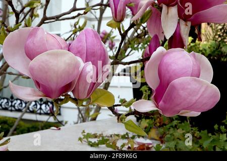 Magnolia x soulangeana ‘Rustica Rubra’ Untertasse Magnolia Rustica Rubra – rosa, becherförmige Blüten mit weißem Interieur, April, England, Großbritannien Stockfoto
