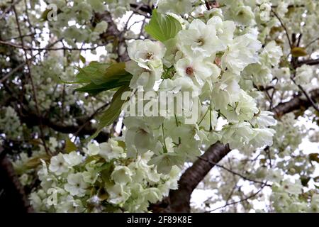 Prunus serrulata ‘Ukon’ Cherry Ukon – halbgrüne und weiße Blüten mit gelegentlich rosa Streifen, April, England, Großbritannien Stockfoto