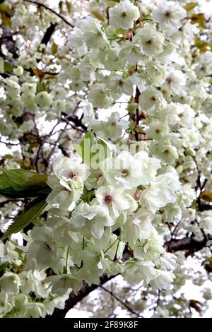 Prunus serrulata ‘Ukon’ Cherry Ukon – halbgrüne und weiße Blüten mit gelegentlich rosa Streifen, April, England, Großbritannien Stockfoto