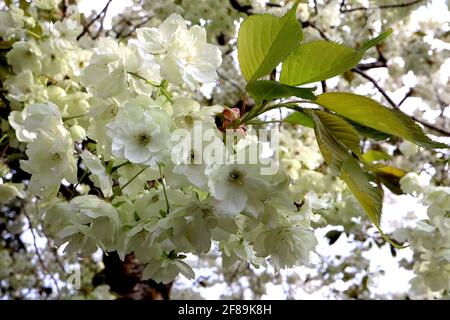 Prunus serrulata ‘Ukon’ Cherry Ukon – halbgrüne und weiße Blüten mit gelegentlich rosa Streifen, April, England, Großbritannien Stockfoto