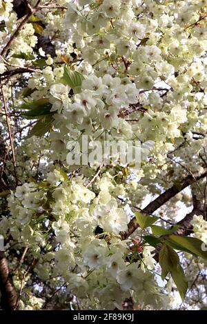 Prunus serrulata ‘Ukon’ Cherry Ukon – halbgrüne und weiße Blüten mit gelegentlich rosa Streifen, April, England, Großbritannien Stockfoto