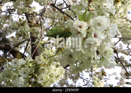 Prunus serrulata ‘Ukon’ Cherry Ukon – halbgrüne und weiße Blüten mit gelegentlich rosa Streifen, April, England, Großbritannien Stockfoto