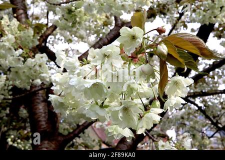 Prunus serrulata ‘Ukon’ Cherry Ukon – halbgrüne und weiße Blüten mit gelegentlich rosa Streifen, April, England, Großbritannien Stockfoto