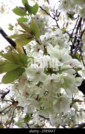 Prunus serrulata ‘Ukon’ Cherry Ukon – halbgrüne und weiße Blüten mit gelegentlich rosa Streifen, April, England, Großbritannien Stockfoto