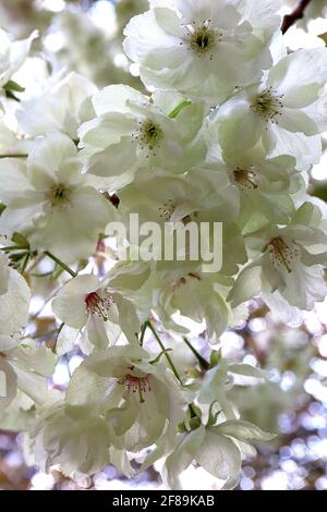 Prunus serrulata ‘Ukon’ Cherry Ukon – halbgrüne und weiße Blüten mit gelegentlich rosa Streifen, April, England, Großbritannien Stockfoto