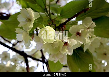 Prunus serrulata ‘Ukon’ Cherry Ukon – halbgrüne und weiße Blüten mit gelegentlich rosa Streifen, April, England, Großbritannien Stockfoto