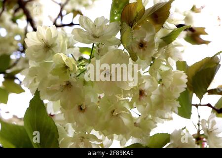 Prunus serrulata ‘Ukon’ Cherry Ukon – halbgrüne und weiße Blüten mit gelegentlich rosa Streifen, April, England, Großbritannien Stockfoto
