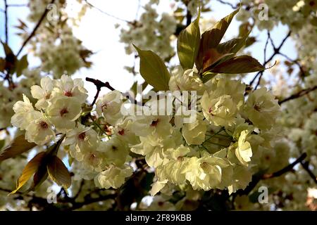 Prunus serrulata ‘Ukon’ Cherry Ukon – halbgrüne und weiße Blüten mit gelegentlich rosa Streifen, April, England, Großbritannien Stockfoto