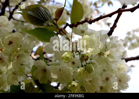 Prunus serrulata ‘Ukon’ Cherry Ukon – halbgrüne und weiße Blüten mit gelegentlich rosa Streifen, April, England, Großbritannien Stockfoto