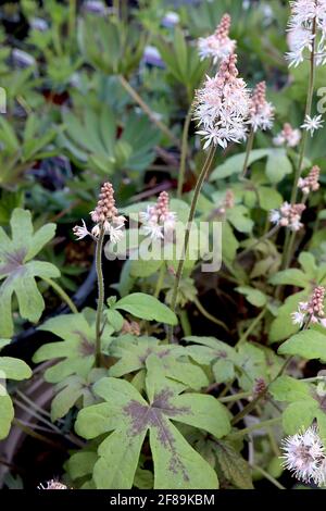 Tiarella ‘Spring Symphony’ Schaumblüte Spring Symphony – Blütenspitzen winziger, sternförmiger weißer Blüten, April, England, Großbritannien Stockfoto