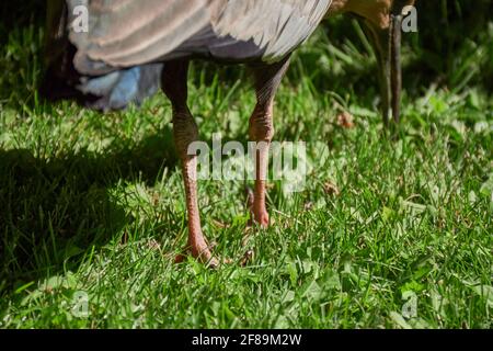 Nahaufnahme eines buff-necked Ibis auf einem grünen Gras, Patagonien, Argentinien Stockfoto