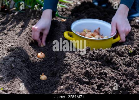 Hände der Gärtnerin, die Zwiebeln im Garten pflanzt Stockfoto