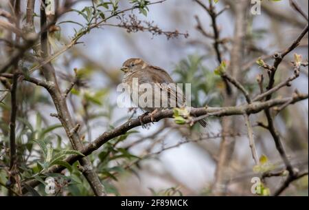 Weibliche Haussperling, Passer domesticus, in Apfelbaum thront. Stockfoto
