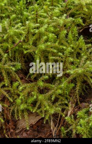 Großes Shaggy-Moos, Rhytidiadelphus triquetrus, wächst reichlich auf Waldboden, Mendips. Stockfoto