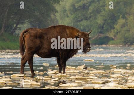 Europäischer Bison, der im Sommer auf Felsen im Wasser steht Stockfoto