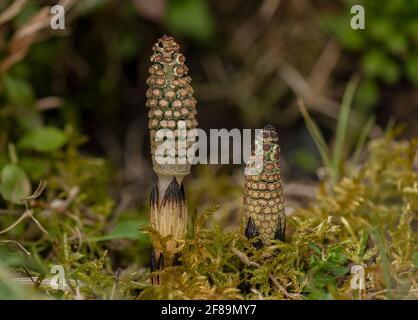 Sehr junge, fruchtbare Wedel des Gemeinen Schachtelhalms, Equisetum arvense, im frühen Frühjahr. Stockfoto