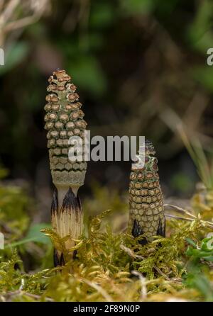 Sehr junge, fruchtbare Wedel des Gemeinen Schachtelhalms, Equisetum arvense, im frühen Frühjahr. Stockfoto