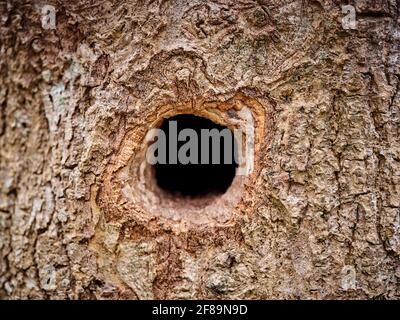 Ein Loch in einem Baum in einem bluebellten Wald, East Sussex, Großbritannien Stockfoto