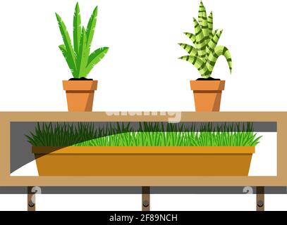 Holzregale mit Topfpflanzen in Keramiktöpfen. Aloe und junge Palmen blühen im Topf und grünes Gras in einem Behälter auf den Regalen. Innenarchitektur Stock Vektor