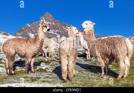 Lamas oder lama, Gruppe von Lamas auf Weideland, Anden, Peru Stockfoto