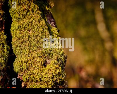 Sonnenbeschienene grüne Moose auf einer Birke auf einem Waldspaziergang im Frühling in Arlington, East Sussex, Großbritannien Stockfoto