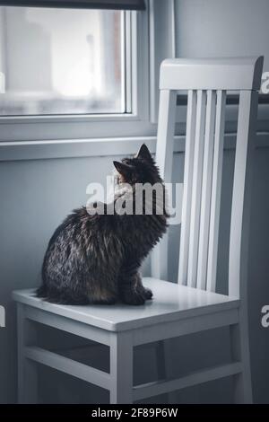 Eine graue, flauschige Tabby-Katze sitzt auf einem Holzstuhl und blickt aus dem Fenster. Selektiver Fokus Stockfoto