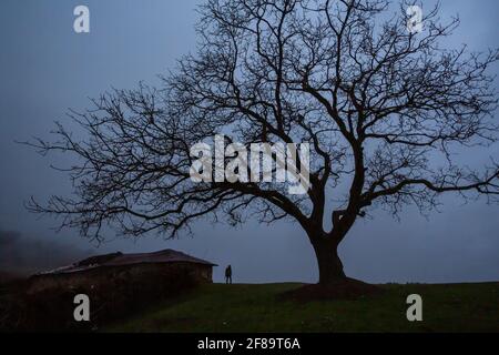 Allein Mann und Baum in Sangchal Dorf mit schöner und spektakulärer Natur, ist in der Nähe der Stadt Amol, in der Provinz Mazandaran im Iran. Stockfoto