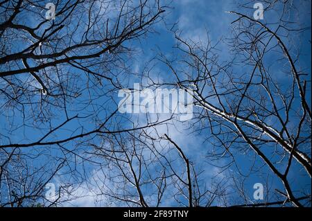 Hellblauer Himmel durch Äste und weiße, lange, wabenige Wolke mit Farbakzenten an den Rändern und gemischter Baumlinie am Boden. Stockfoto