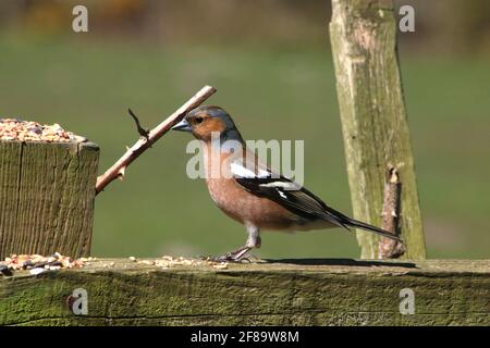 Der alleinErwachsene männliche Buchfink, fringilla coelebs, steht auf einem hölzernen Gartenzaun mit Wildvogelsamen auf dem Zaun. Stockfoto