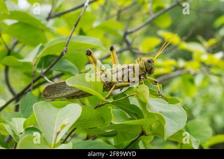 Violette Heuschrecke (Tropidacris collaris) in Oeiras, Piaui (Nordostbrasilien) Stockfoto