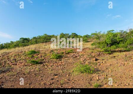 Sertao Landschaft in Oeiras, Piaui (Nordostbrasilien) Stockfoto